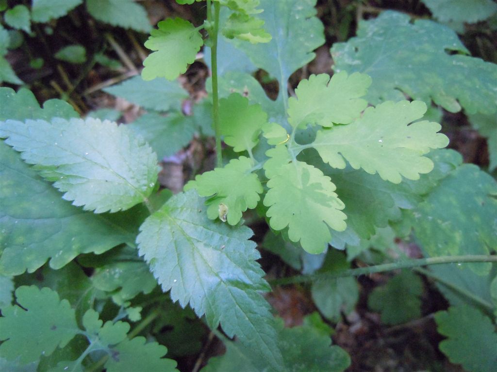 Chelidonium majus